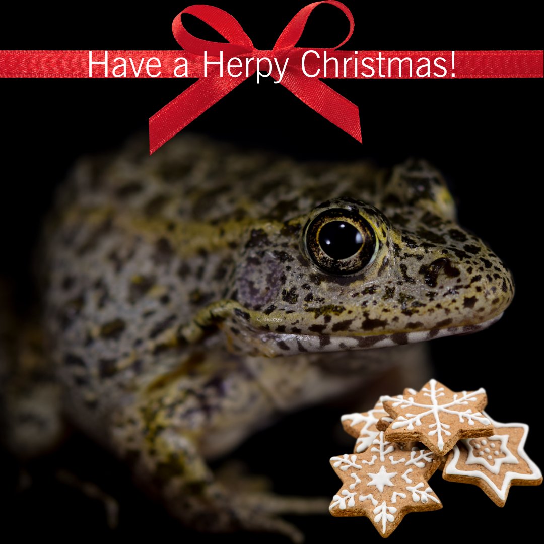 amphibianfound's tweet photo. We're just quickly hopping on to wish you a #MerryAF Christmas! May your time today be full of warmth and hope--and cookies!
#GopherFrog #Lithobates #Lithobatescapito #Ranidae #Ranacapito #Frog #Frogs #Herpetology #Herpetologist #Herping https://t.co/SQsokOc9i9