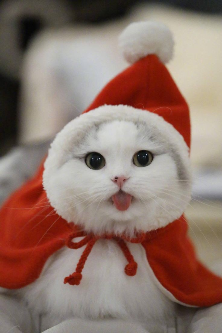 Santa K meets Santa Cat 🎅🎁