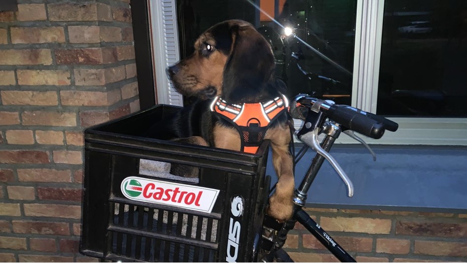 DeRavissante's tweet photo. Deze kei leuke, sociale pup van 9 mnd zoekt een nieuwe eigenaar. Hij is leuheuk!!! 
RT is ❤️❤️ https://t.co/BPl0x0cYSa