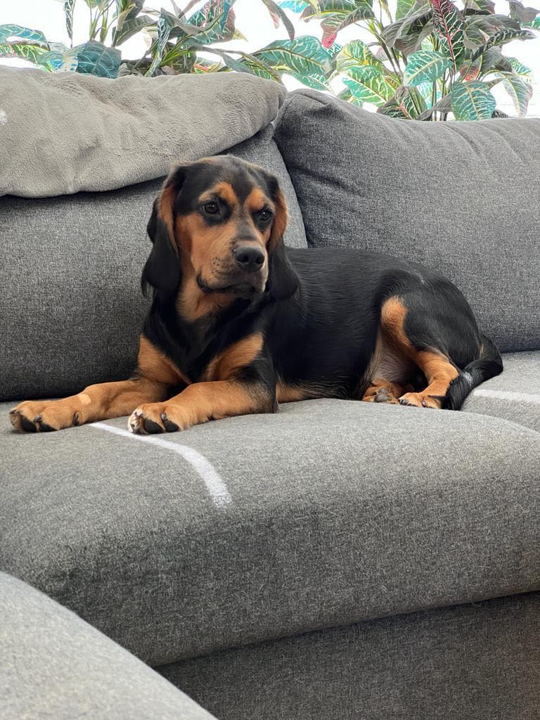 Deze kei leuke, sociale pup van 9 mnd zoekt een nieuwe eigenaar. Hij is leuheuk!!! 
RT is ❤️❤️