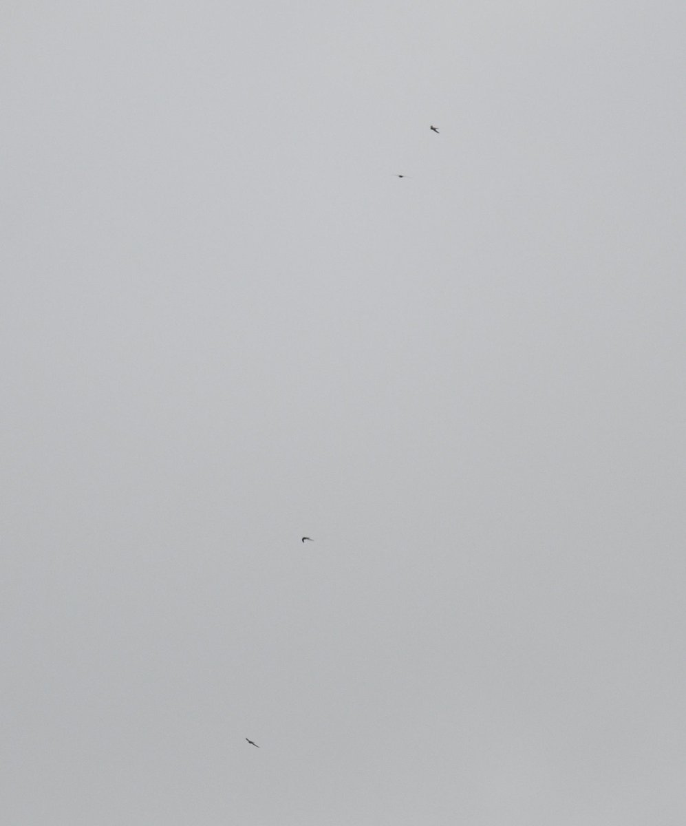 JoKingDevon's tweet photo. 2/2: but I'm no huge fan of dropping things to dash off and see a bird someone else found, sometimes I do but often I get lazy But when an #AlpineSwift was seen at Berry Head in Mar '23 I had to see it! If only I knew I'd awake next day to 4 #AlpineSwifts from my bedroom window🤣 https://t.co/x8ApfZx8KV