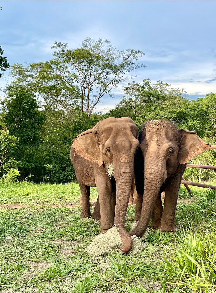 We hope you are able to spend this holiday spent with those who are close to your heart! #HappyHolidays #SanctuaryHeals ❤️🐘