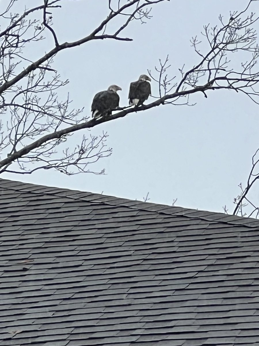 Trevor Mitchell tweet media