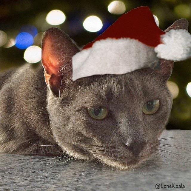 lonekoala's tweet photo. @Number10cat @PoliticalPics Merry Christmas! https://t.co/SIh8CmCXBa