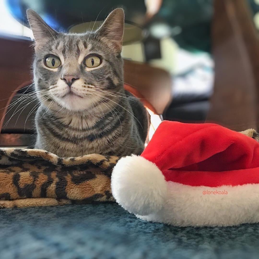 lonekoala's tweet photo. @Number10cat @PoliticalPics Merry Christmas! https://t.co/SIh8CmCXBa