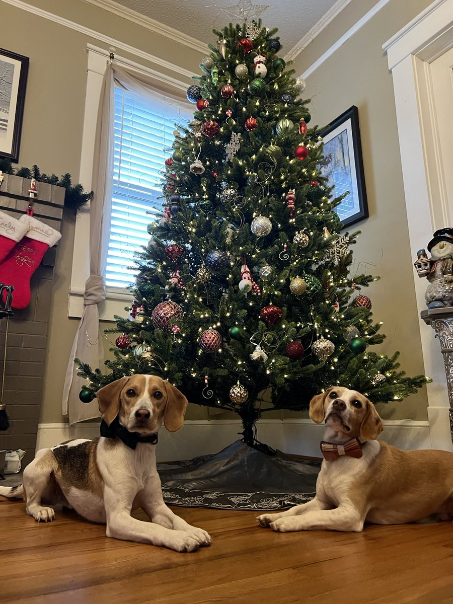 RossWece's tweet photo. Merry Christmas from The Wece Beags. https://t.co/ZuBAbwGbeH