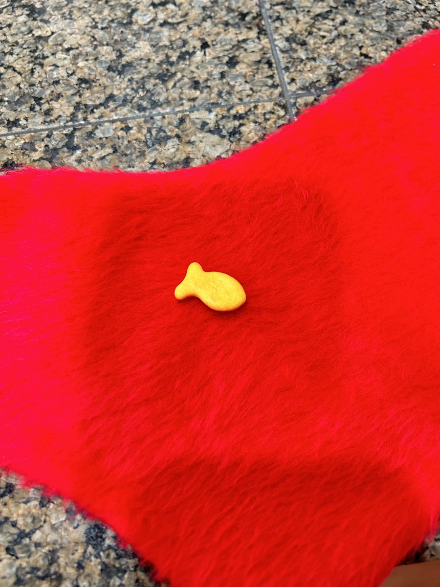 TheCartoonKitty's tweet photo. My favorite gift this year: A single goldfish my 5 year old sister put into my stocking π₯Ί
#notevenkidding #thisissocute https://t.co/vGWi6fDcrX
