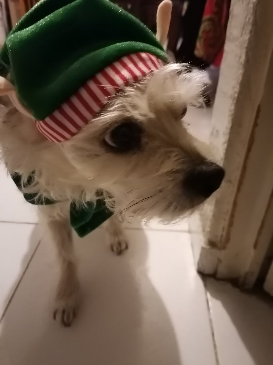 Roa_Redneck's tweet photo. @DiloConPerritos https://t.co/tvQncmnDzW