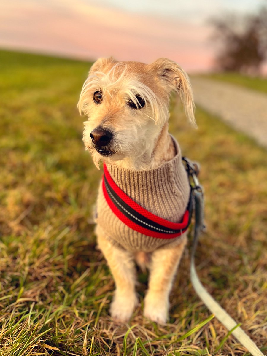 PrinzSammy1st's tweet photo. Afternoonwalk! 🎄💚 https://t.co/SBJZgkT3rd
