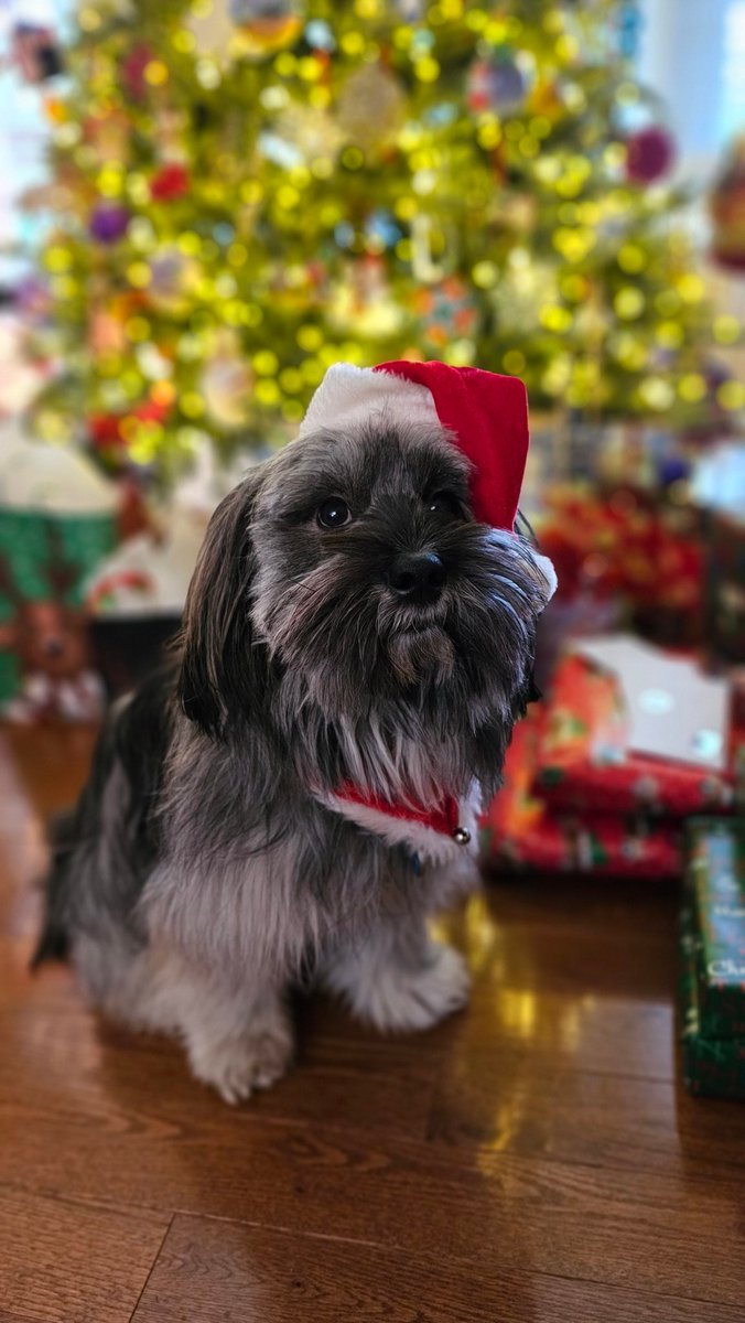 Merry Christmas from Max! 🎅🐾
#christmasdog #bestdog