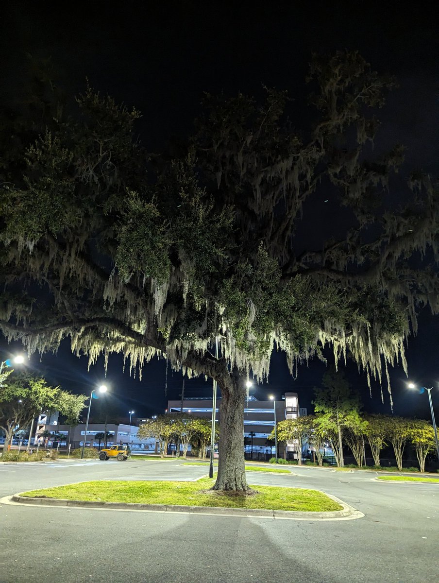 Hi <a href="/paulapoundstone/">Paula Poundstone</a> thanks for coming to <a href="/UFPerformArts/">UF Performing Arts</a>. I forgot to share this picture as proof that FL has oaks &amp; maple trees (my allergies confirm). Also, I must send you this video that came to mind with your cat jokes youtu.be/f7YjD9PYqOg?si…
The internet is full of cats!