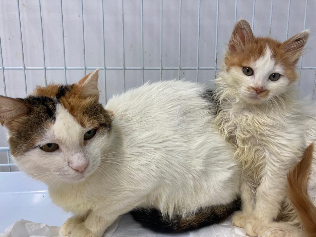 Bu anne ve yavruyu hatırlarsınız cam arkasından videoları vardı. Anne ve kız bebek tedavi oldular. Anne dün kısırlaştı. Şu an çok iyiler!! 💕
İstanbul ve yakın çevresinde yuva arıyoruz. Birlikte ya da ayrı ayrı fark etmez. 🫶 Yeter ki sıcak, güvenilir bir yuvaları olsun. RT NOLUR