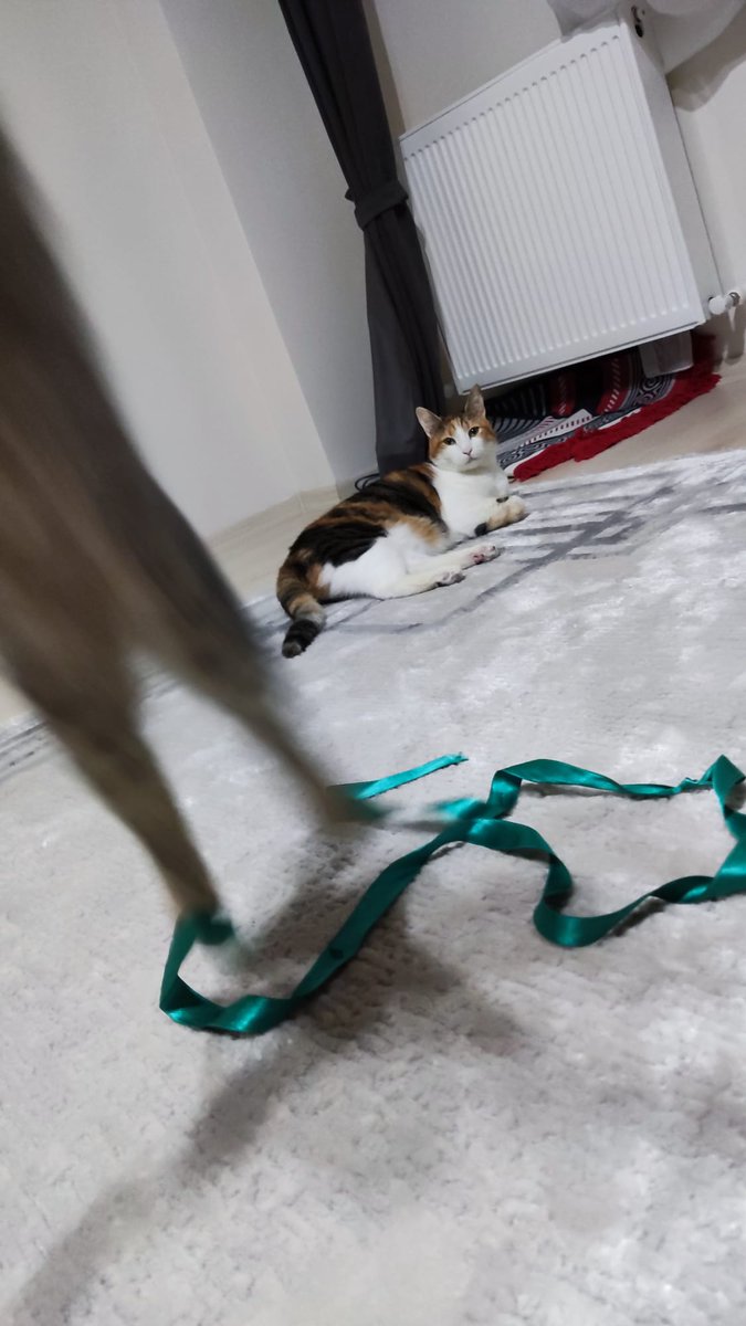 O bir kuş
Hayır o bir uçak
Hayır hayır o mis-cat