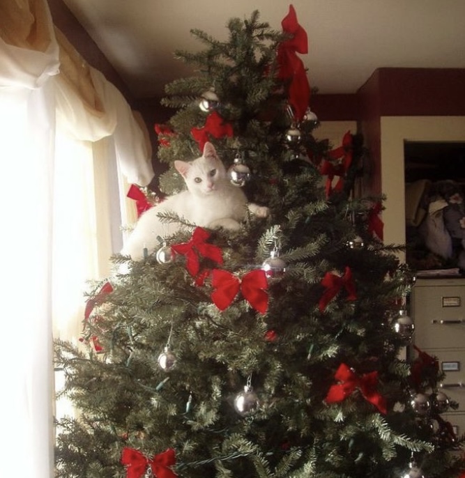 TheCatnipTimes's tweet image. I *am* the star ⭐️💫 Meowy Christmas, everyone! 🎄
#catsofx #cats #catsoftwitter