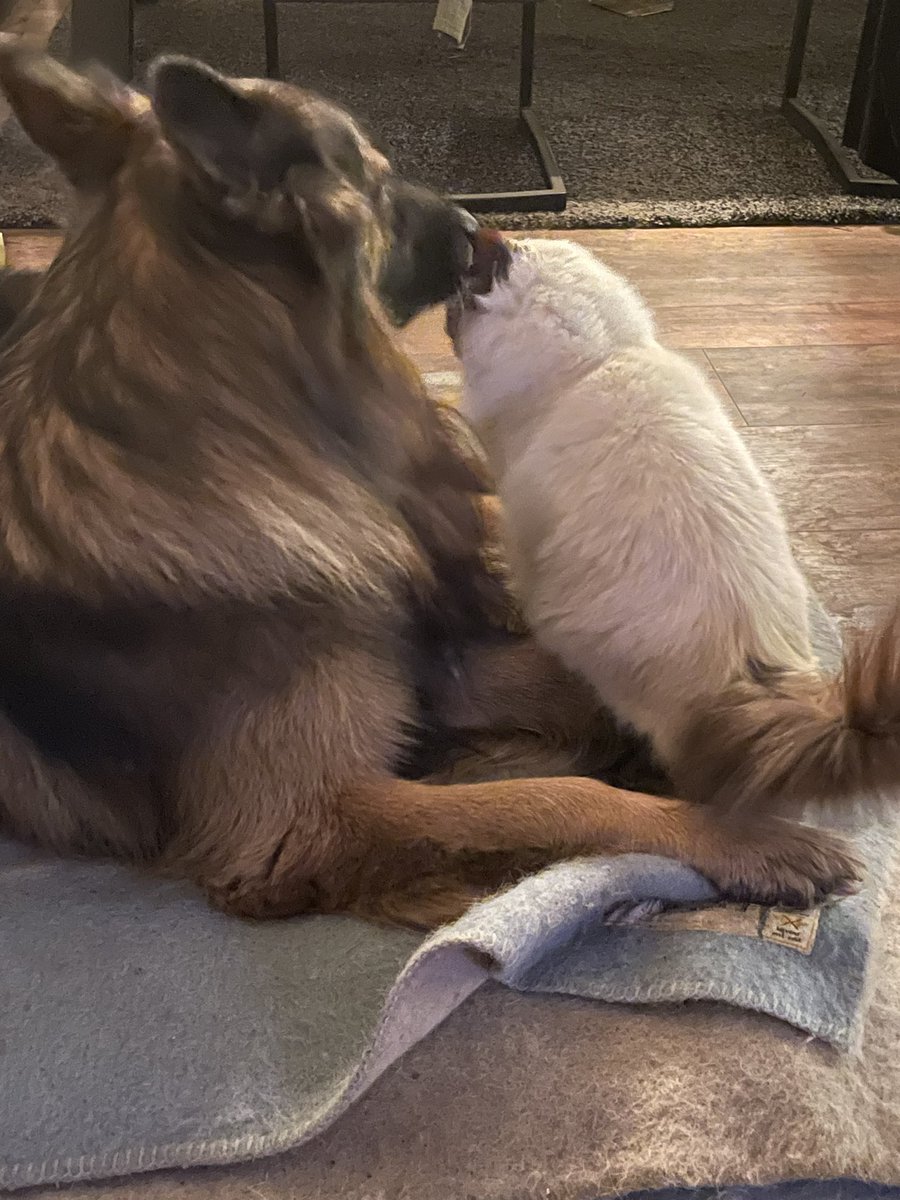 Ik ben bij mijn grote vriend! Hij maakt mijn oren altijd schoon😸