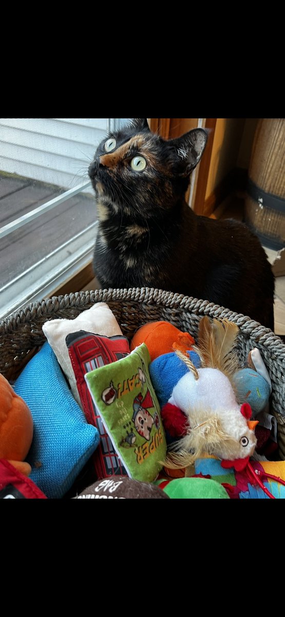 DorothyEM_'s tweet image. Bye Santa 😿🎅 Please come back in 2024 … a year is a VERY long time for me to be good but I’ll try extra hard 😹

PAWS my HEART ♥️ 

#Christmas #CatsOfX #santapaws #MerryChristmas #love