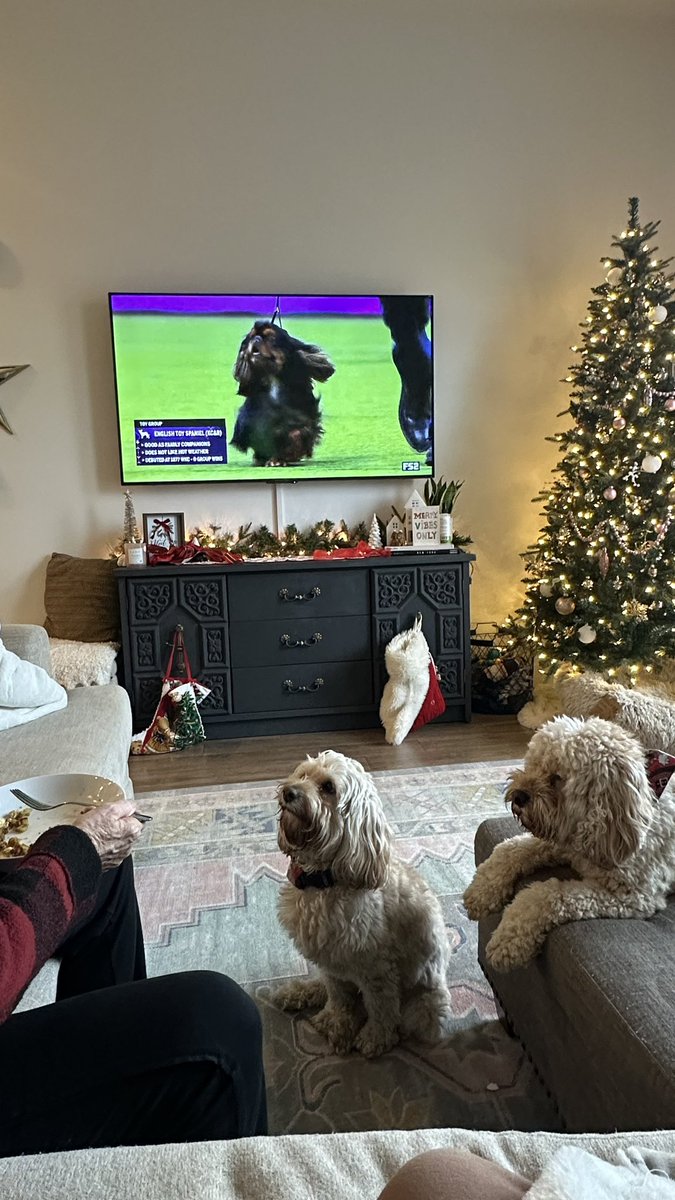 OMB124's tweet photo. Perfecting our #1 skill: begging, while watching the Westminster Dog Show. 💯#bestathomecontest #westminsterdogshow https://t.co/JO0pR0MryE