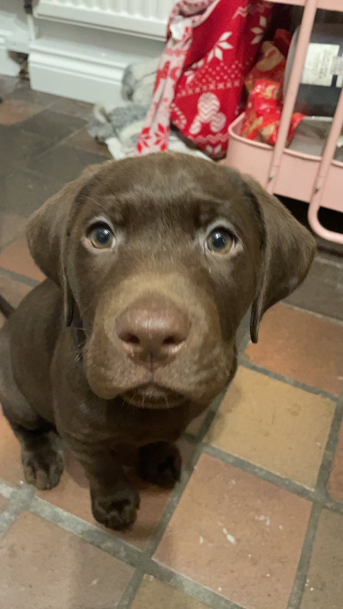 Merry Xmas everyone!! This was our families main present 😍😍😍