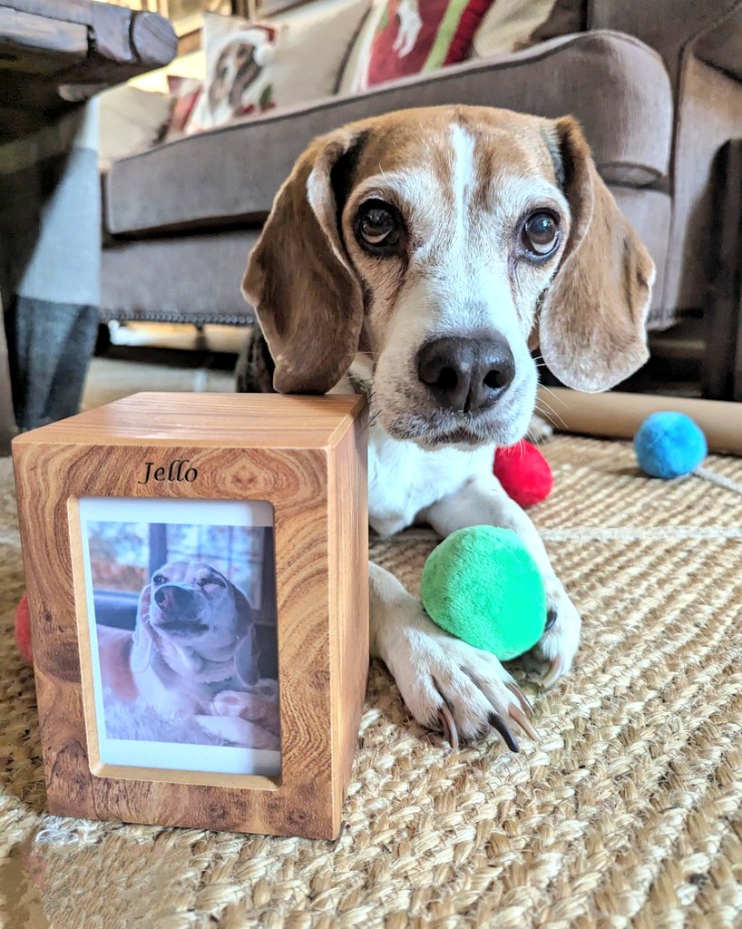 JelloBeagle's tweet photo. The gang is all here to celebrate the 10th annual #SecretBeagle, something we started in 2014 with a pack of beagles and their humans who guided me through the first year of my previously uneducated beagle mom life. Hankface is over the moon! #SecretBeagleReveal #SecretBeagle2023 https://t.co/KCEPYYThJg