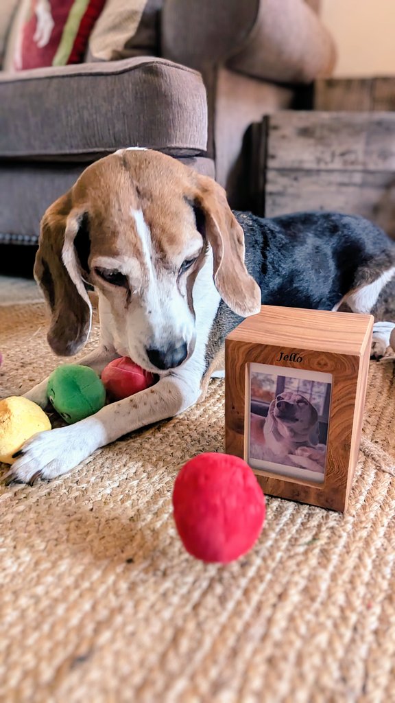 JelloBeagle's tweet photo. The gang is all here to celebrate the 10th annual #SecretBeagle, something we started in 2014 with a pack of beagles and their humans who guided me through the first year of my previously uneducated beagle mom life. Hankface is over the moon! #SecretBeagleReveal #SecretBeagle2023 https://t.co/KCEPYYThJg