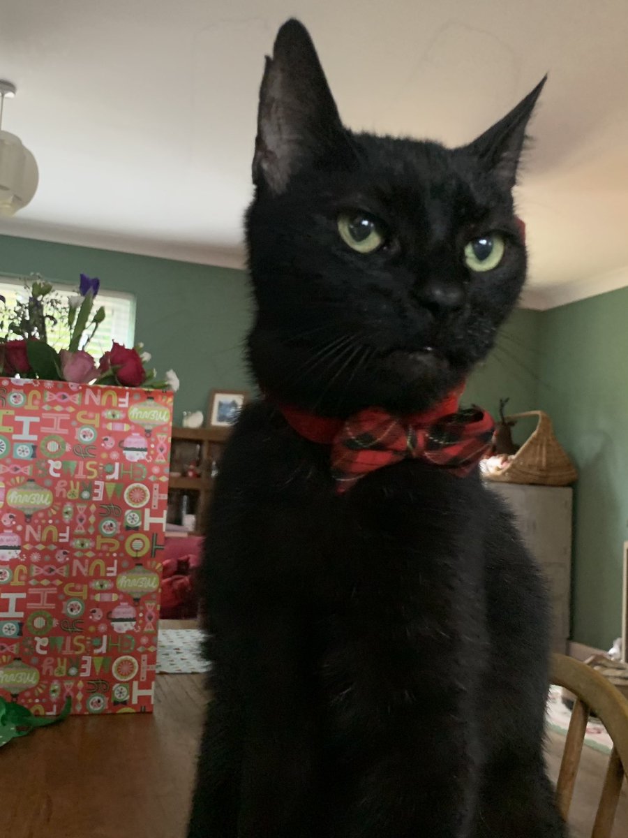 SodapopKate's tweet photo. @Number10cat @PoliticalPics Merry Christmas love Sooty 🐾 https://t.co/U2VbDzNoBh