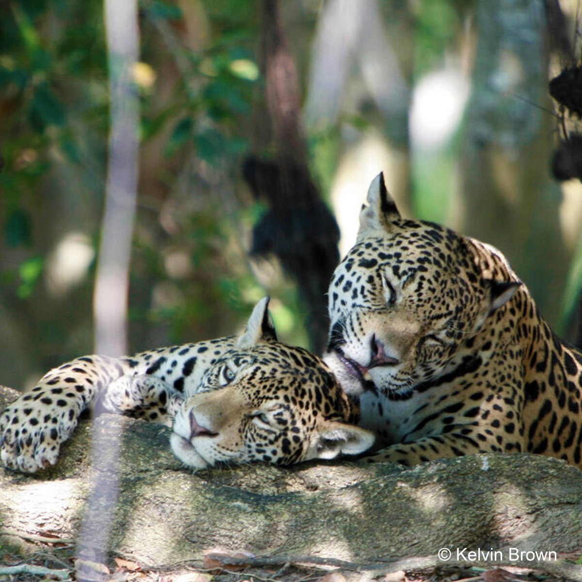 WWF Latinoamérica tweet media