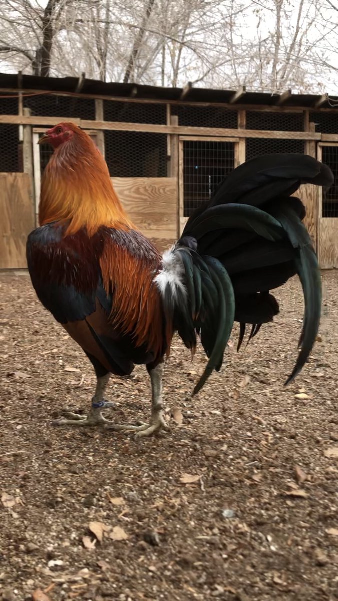 GallosGamefowl's tweet photo. Hatch https://t.co/cML6YTX69o