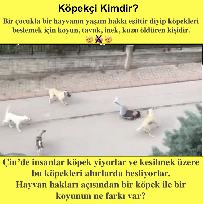 Ayı, domuz, kurt da sokaklara iniyor.

Peki sokak ayısı, sokak domuzu diye bir şey var mı? Niye sokakta köpek semirtiyoruz?

  Çağlar Iran #ErkenSeçimDediEmekli #çoktuhaf Hayırlı Cumalar