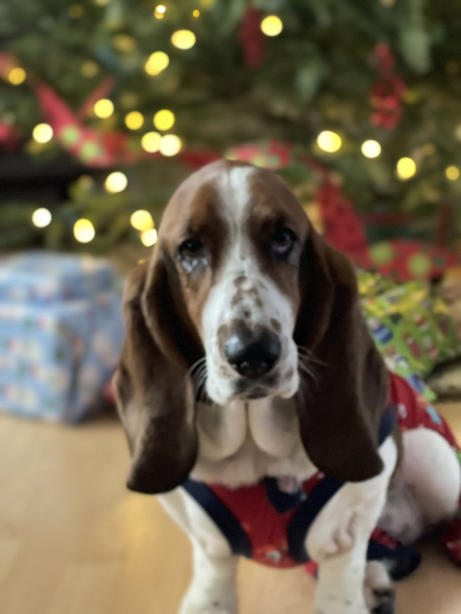 Mbss4G's tweet photo. Ray-Ray says… The Humans caught me trying to sneak a peak. Thanks for the heads up Nora! 🐶❤️🐶 #WhatDYaSay #bassetchristmas #bassethound https://t.co/18COkv9giZ