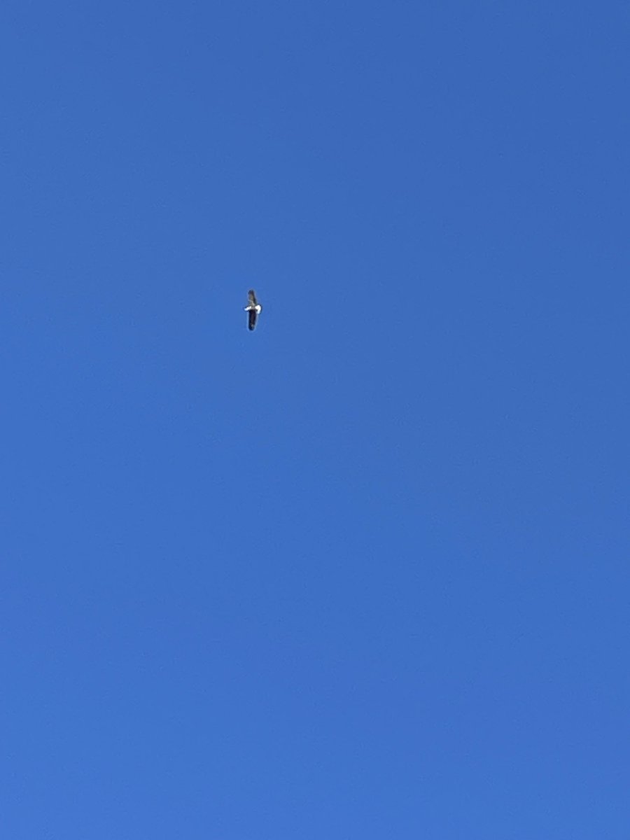 Bald eagle flying over my house in Washington, DC suburbs on Xmas Day. Hoping it’s a good omen!