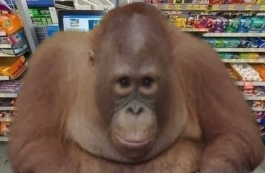 monkeyarchive2 tweet picture