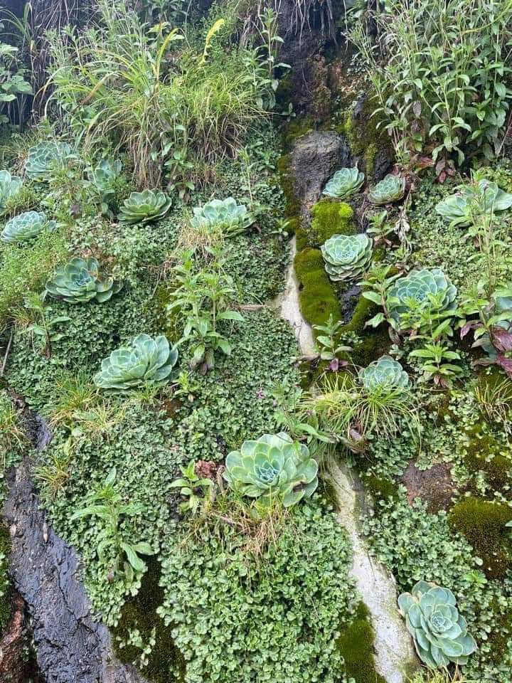 Những bông hoa trên dọc đường leo fansipang!