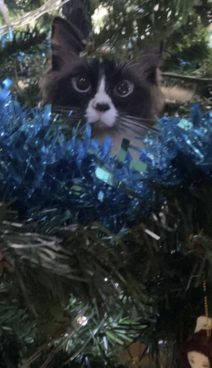 Happy Christmas everyone love from Fliffy and Ezra