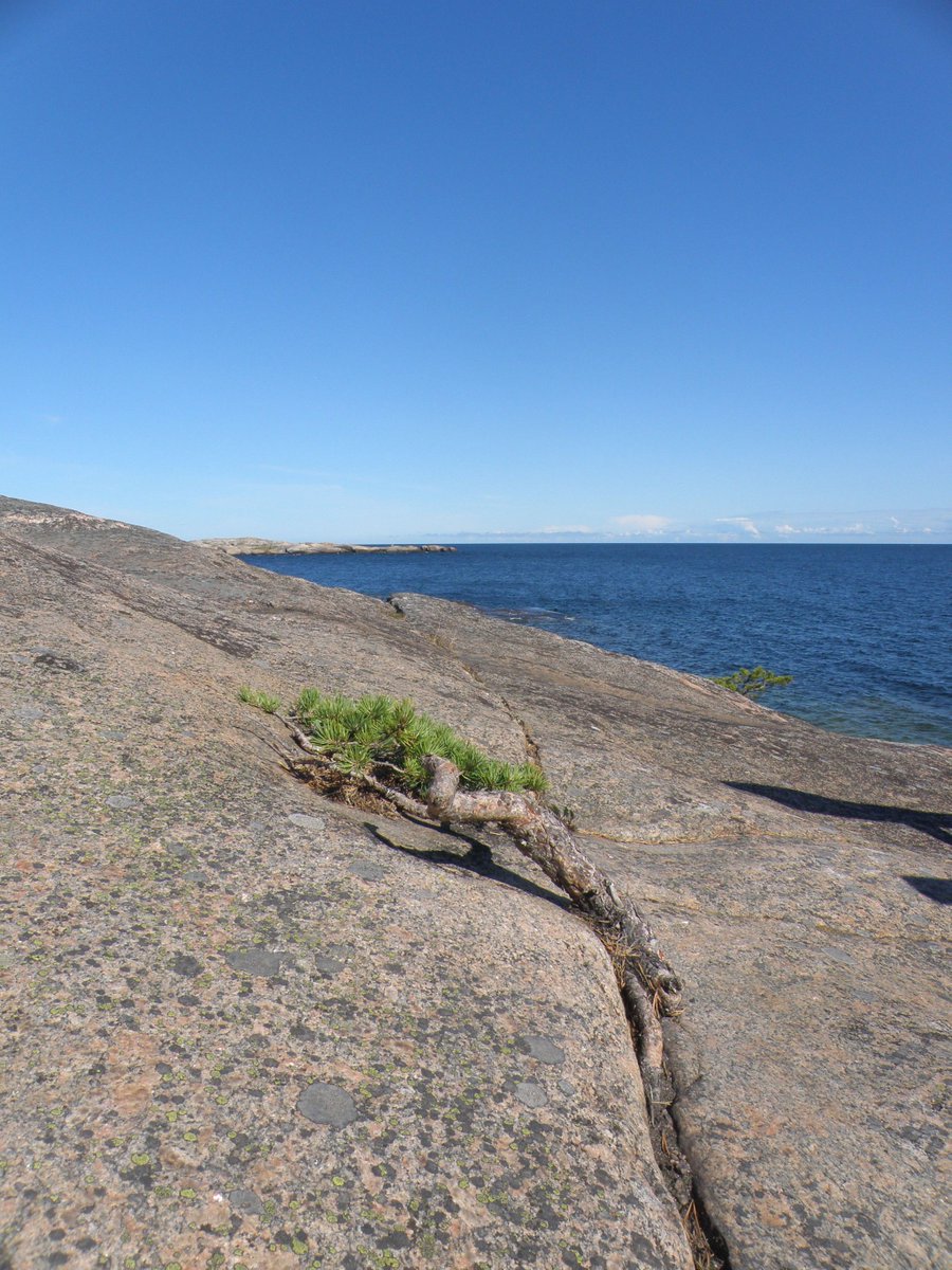 Joulun jälkeen tulee juhannus - kohta on taas kesä! #veneily #veneilykesä2024 #juhannus #kesä