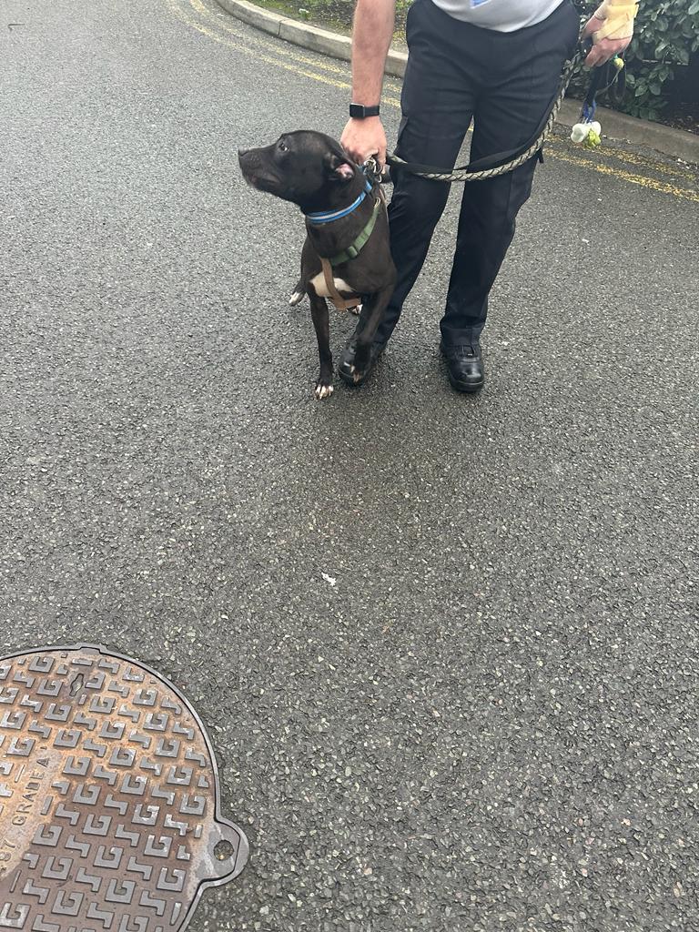 We need help finding the owner of this stray dog, it was found near Okehampton Road, NW10 at around 0900 this morning. If you are the owner or know who is please call 101 and quote CAD 1594/25DEC