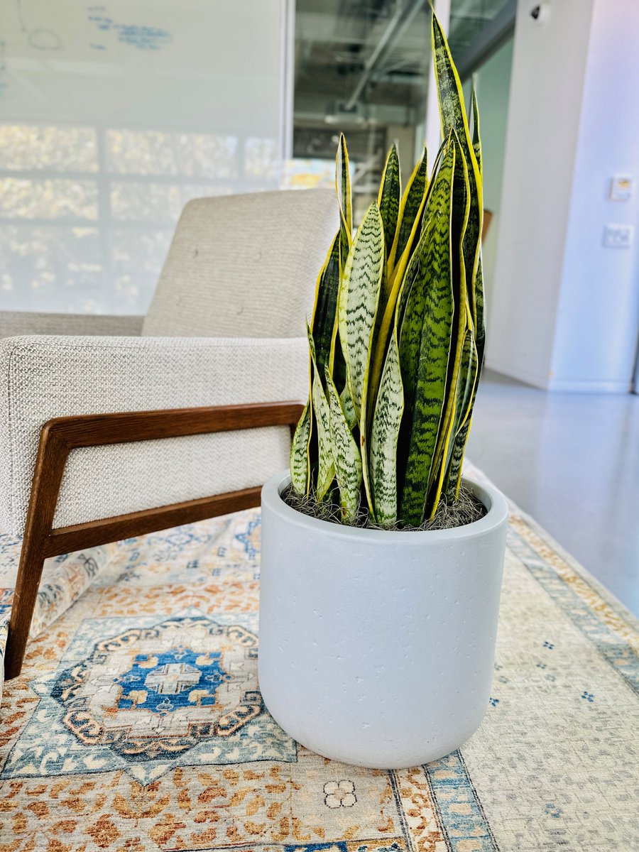 wrightgardnerSF's tweet photo. Dreaming of a green Christmas in the office? 🌿🎄 They not only bring a unique holiday touch but also boost productivity and purify the air! Feel free to contact us at 415-431-3632 or email sales@thewrightgardner.com. #MerryChristmas, nature lovers! #GreenChristmas #OfficePlant https://t.co/16KXNuXgbG