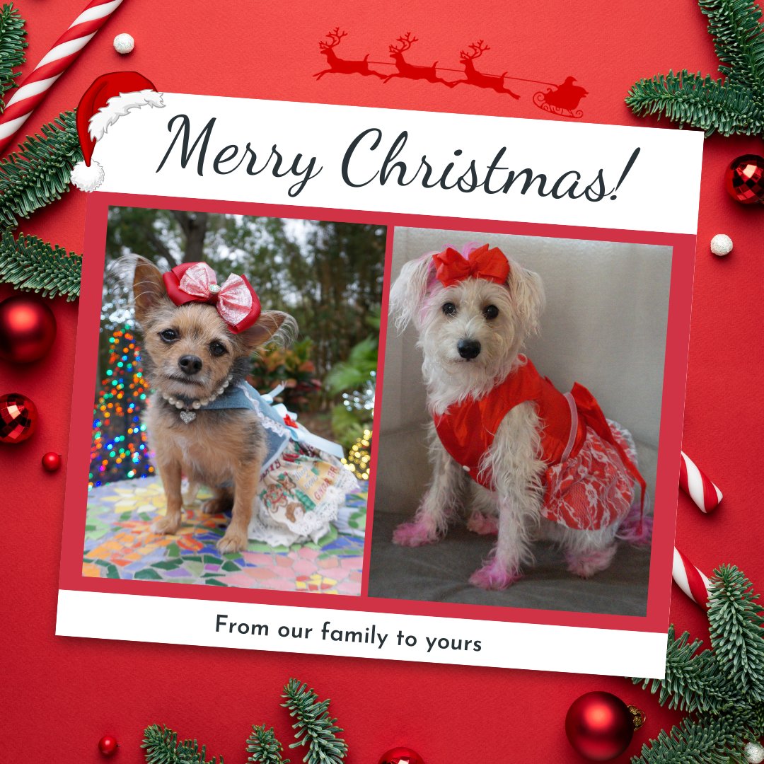 Merry Christmas!!  💗

Wishing everyone a wonderful, magical day!  Filled with joy, making memories to cherish.  

Love and hugs to all...

#happypawlidays #christmasdogs #withlove #merrychristmas #ourfamily #dogsofchristmas #tampabaydogs #floridachristmas  #dogmodels #mileyjo