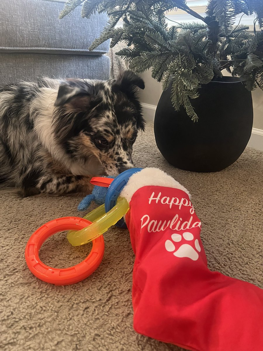 cjdoeslife's tweet image. Merry Christmas from Raze and I. Hope everyone has a good holiday 🎄🐾🤍