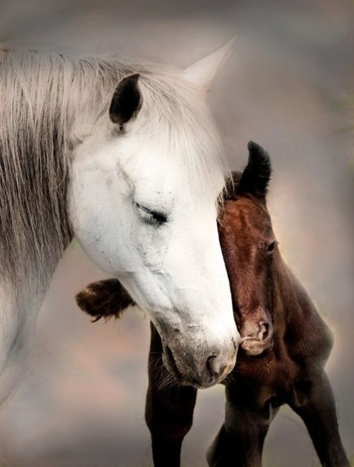 Grigör Suvari 🫀 tweet media