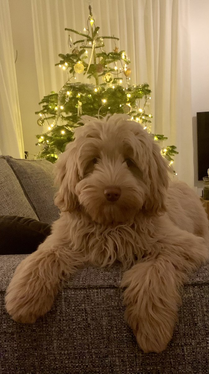 winkeljaap's tweet photo. Fijne kerstdagen 👉🌲🎄 https://t.co/hASqkPxl7P