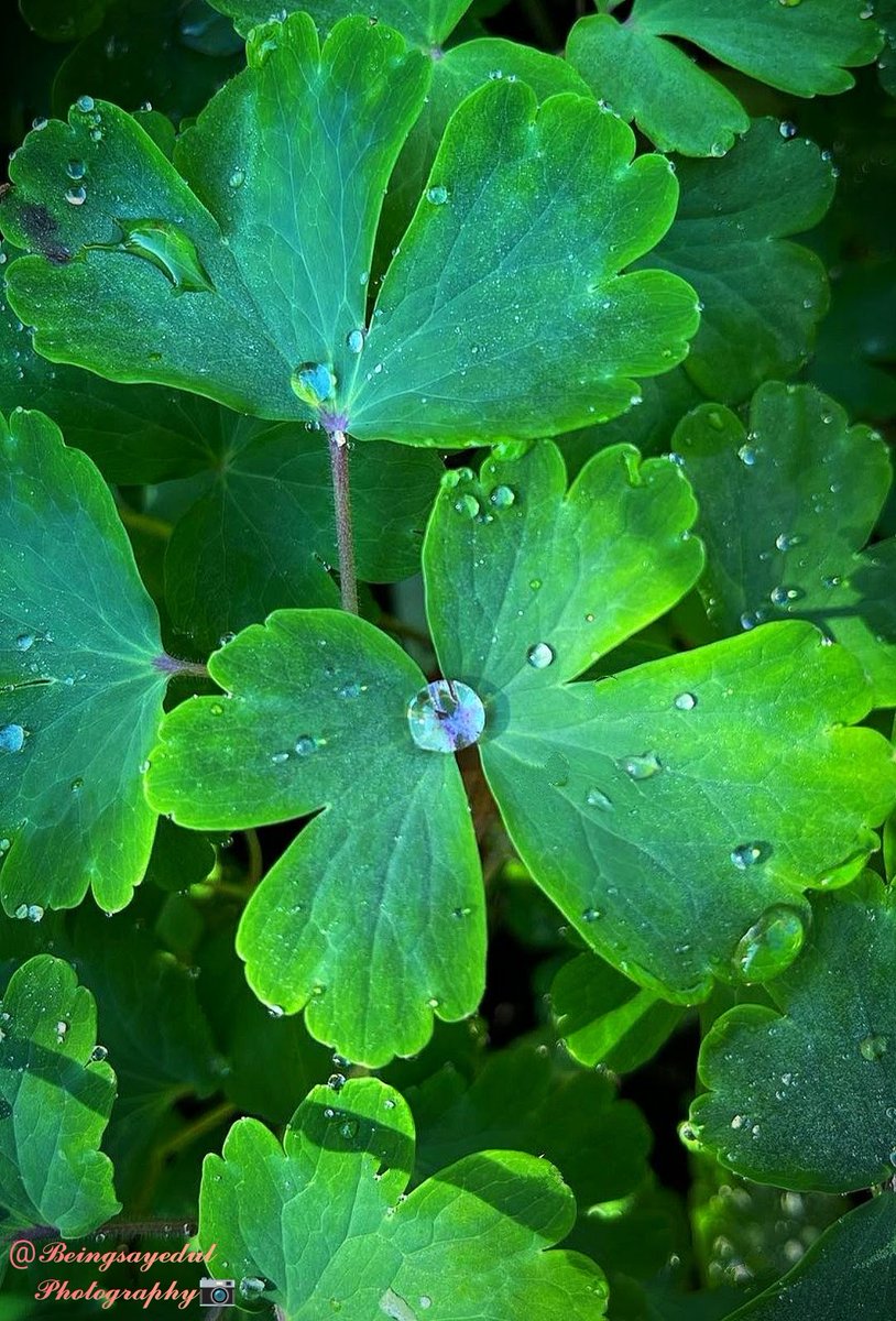 Beingsayedul's tweet image. Can I get something green 💚 from your Gallery? 

How many will reply?