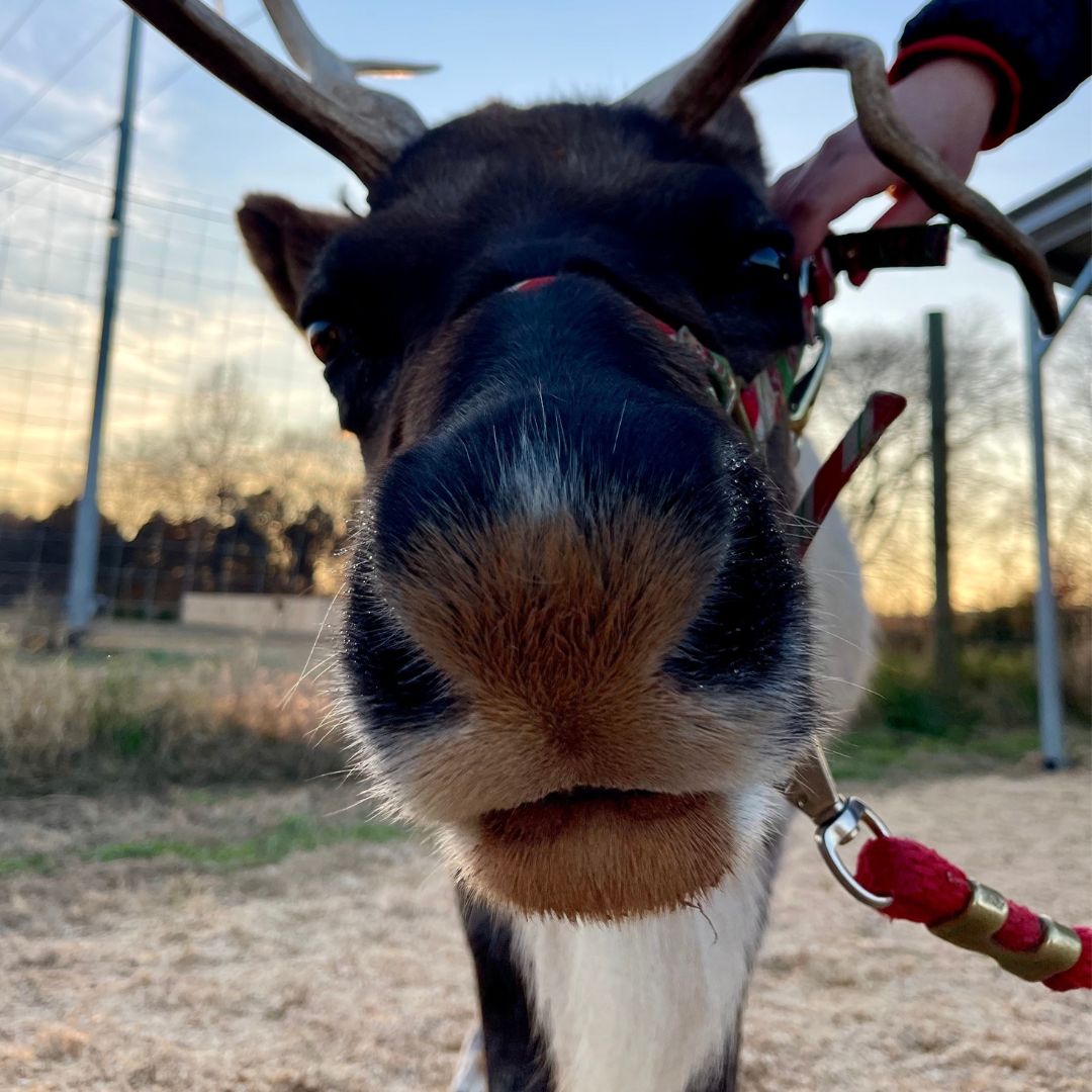 Happiest of Holidays from Visit BGKY! Even though it's not a white Christmas, we hope that wherever you are, you're cozy and among loved ones ... maybe also pop in to see us this next week if you get a little stir-crazy. 😉

#VisitBGKY