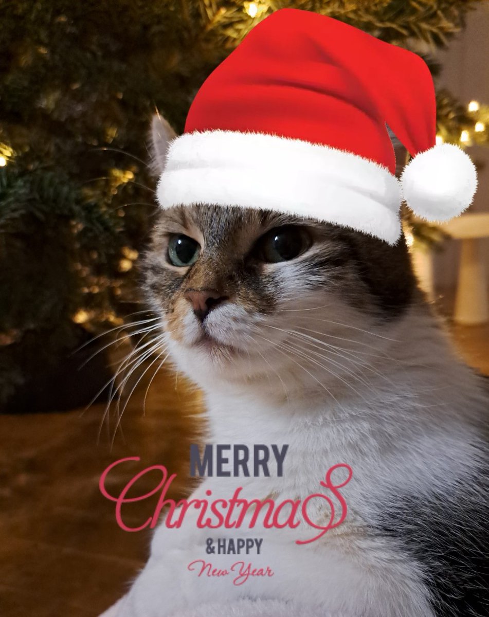 Santa Claws is wishing you all merry Xmas, happy new year, and a lovely holiday season 🎄☃️❄️🥂🎊