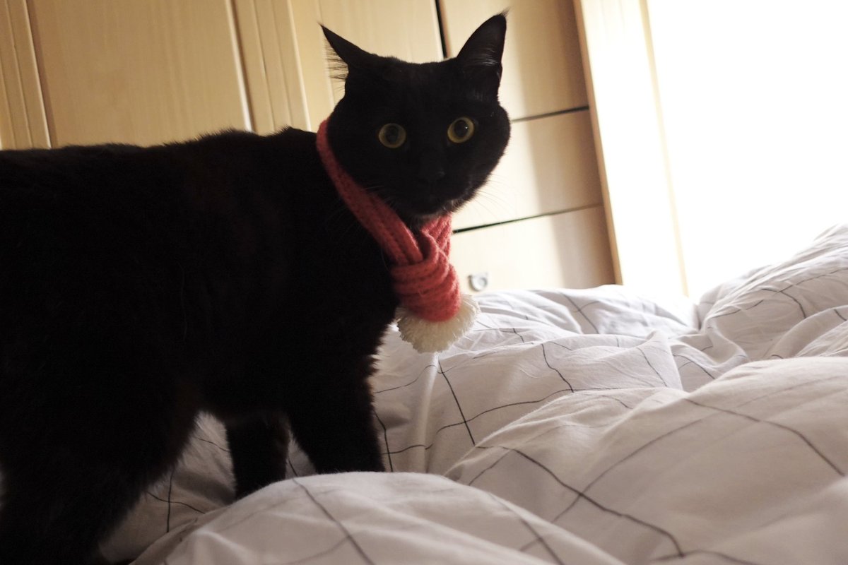 ajiu_thecat's tweet photo. 叔叔阿姨过节好。 https://t.co/YT8nq6Ss3N