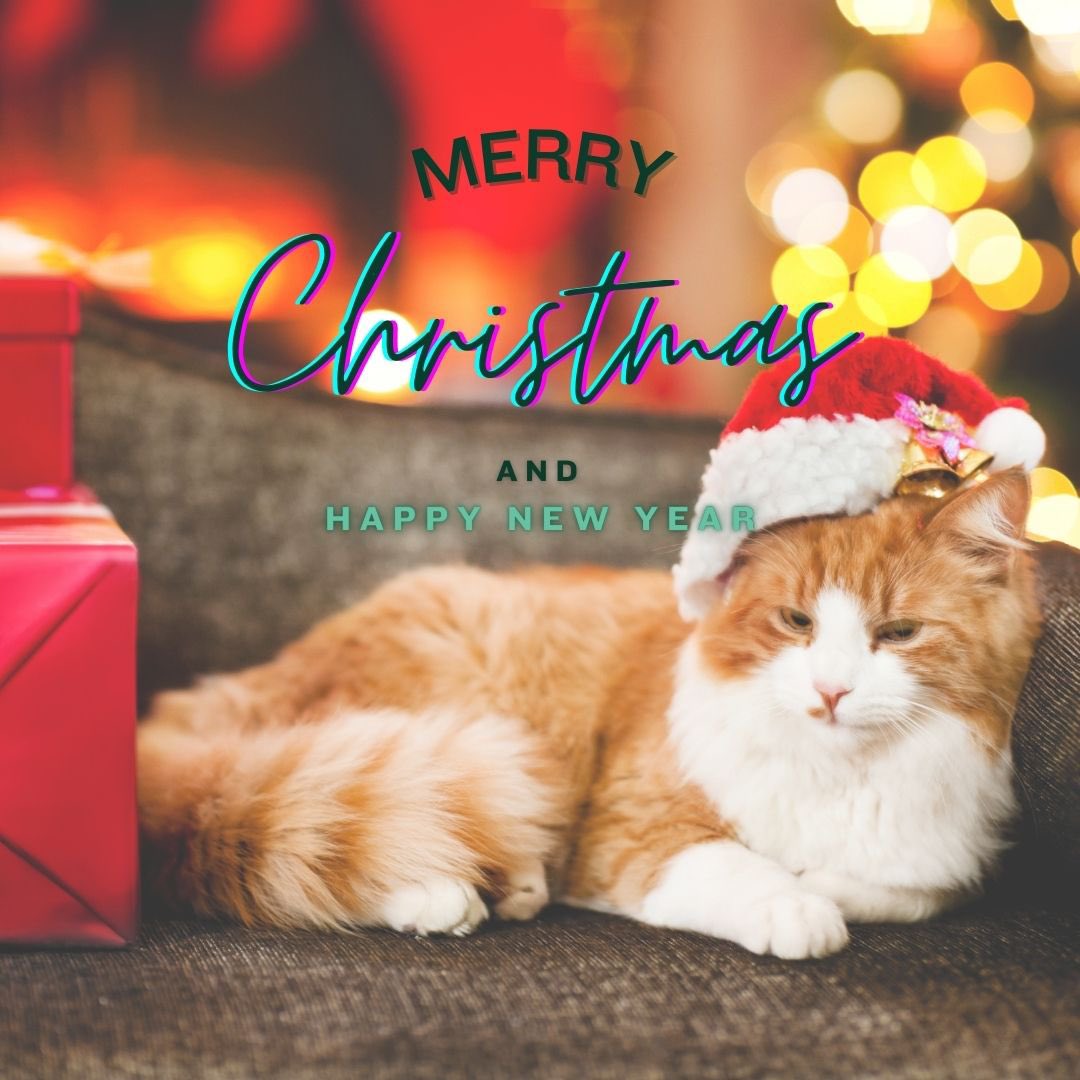 Sending warm wishes for a Merry Christmas and a Happy Mew Year from me and my purrfect companions! May your holiday season be filled with joy and love. #MerryChristmas #SeasonsGreetings #JoyToTheWorld #ChristmasCheer #FestiveJoy #HolidayMagic #ChristmasWishes #CelebrateLove…