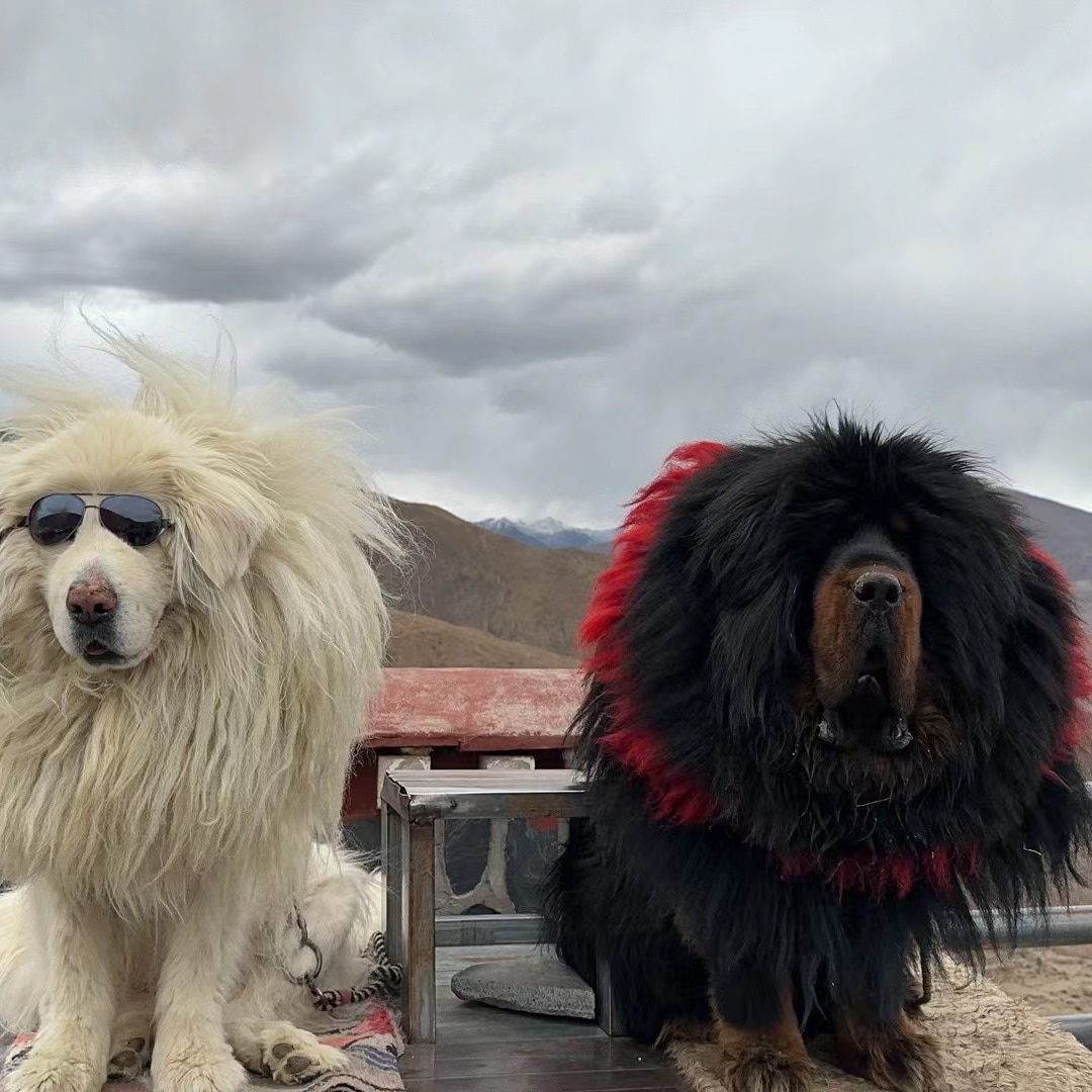 PetChain2's tweet photo. Do you want a group photo?😎😎😎
#dog #carnivore #tail #meatlover #lovemydogs #pets #animallover #wildlife #animalsaddict #whiskers #companiondog #fawn #snout #topdog #snoutout #dogphotos https://t.co/02oxA9agAG
