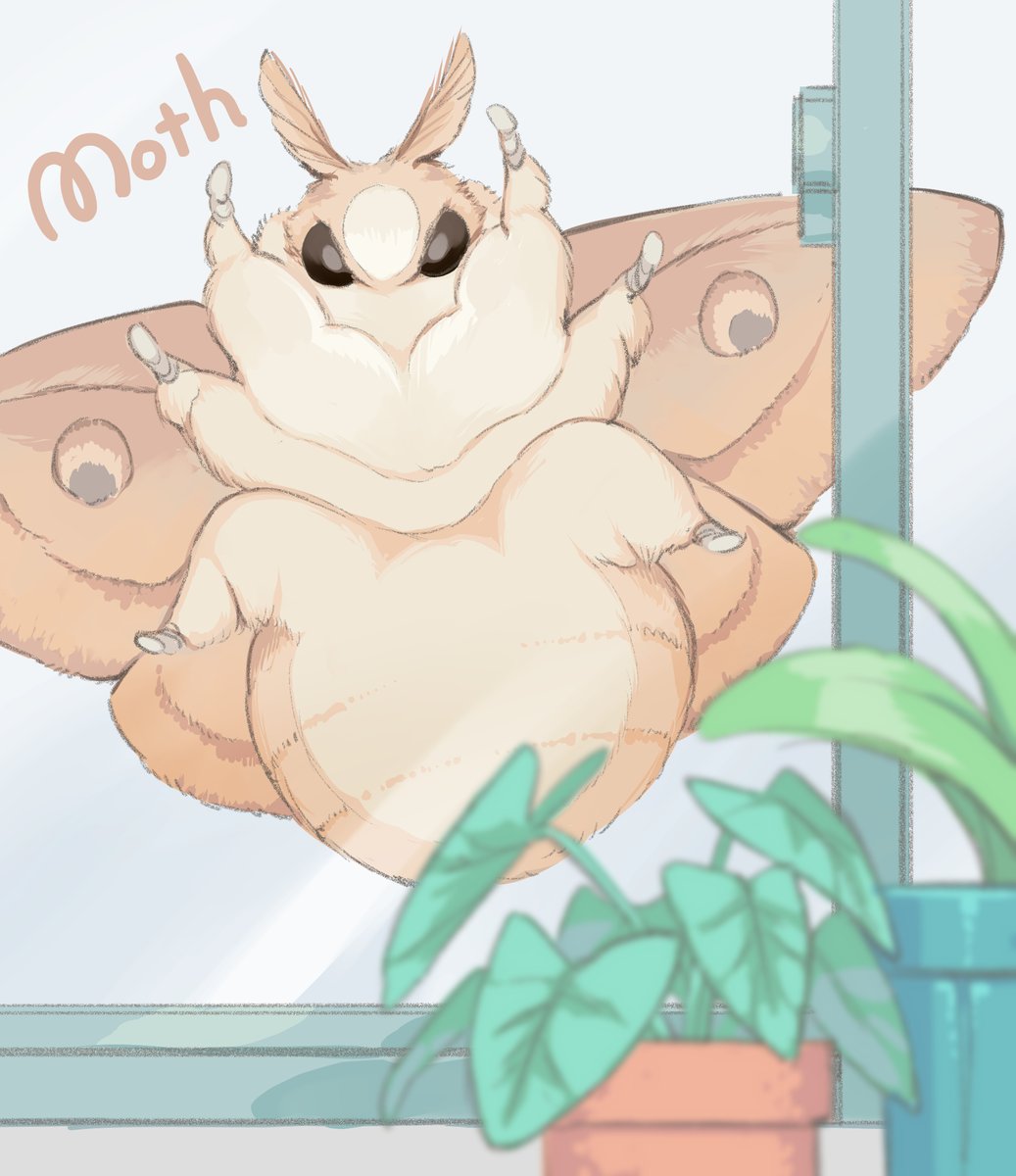 Big, fluffy moths clinging to windowpanes