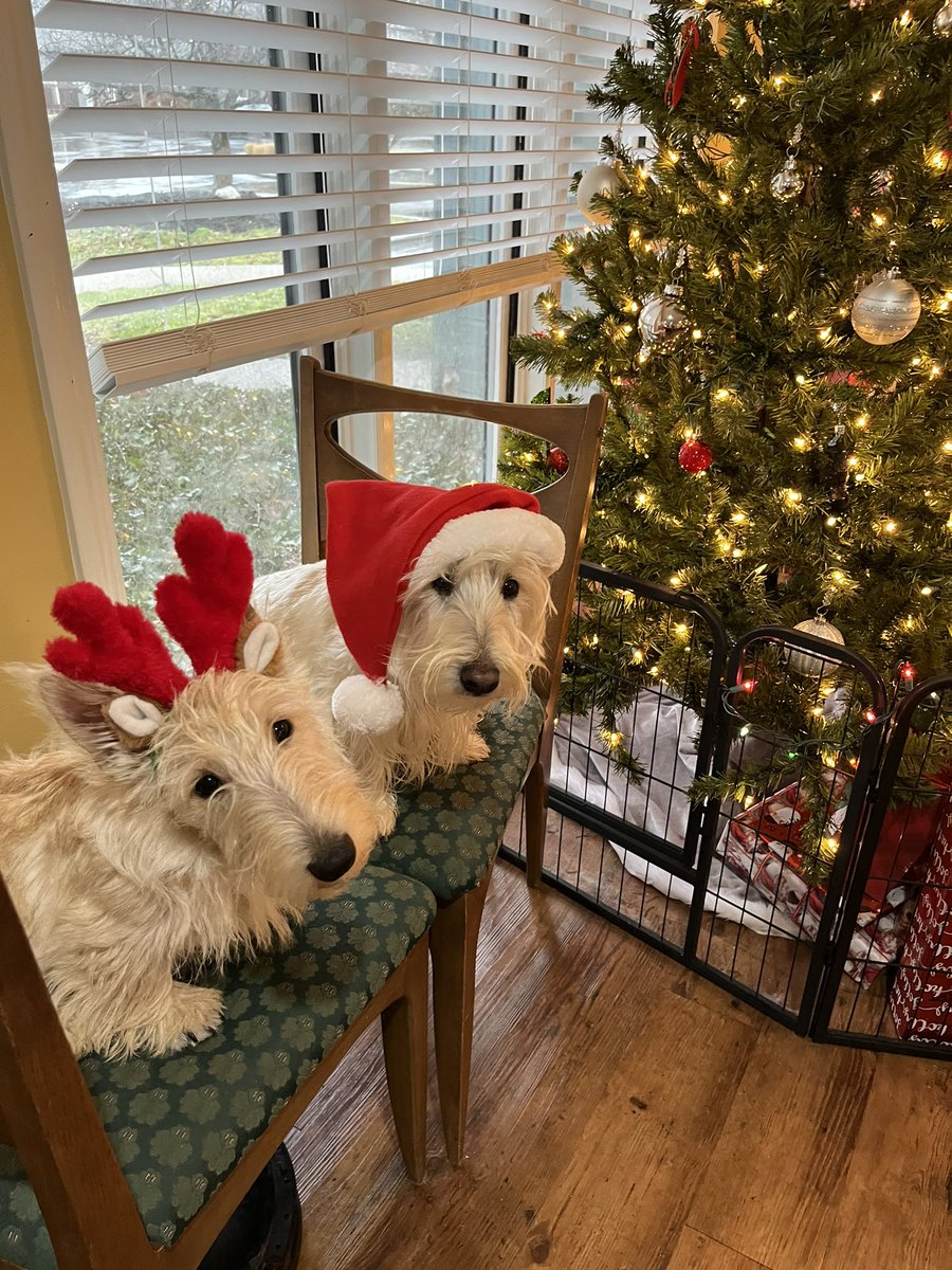 Wooster and Bertie wish all of our frens a Merry Christmas! 🎄 #dogsoftwitter #Santapaws #Scottishterrier