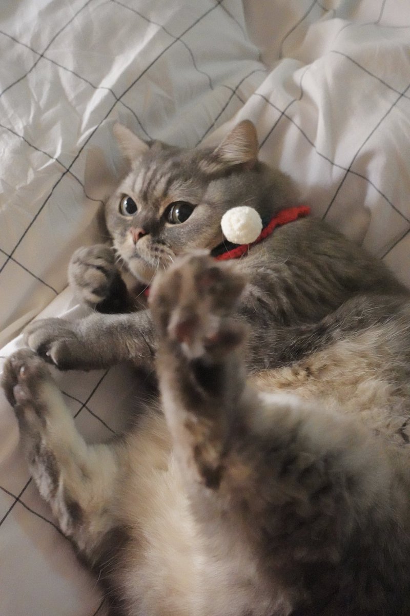 ajiu_thecat's tweet photo. @qitalaiX 啊，肥猫注入。 https://t.co/SewEZcJ2l6