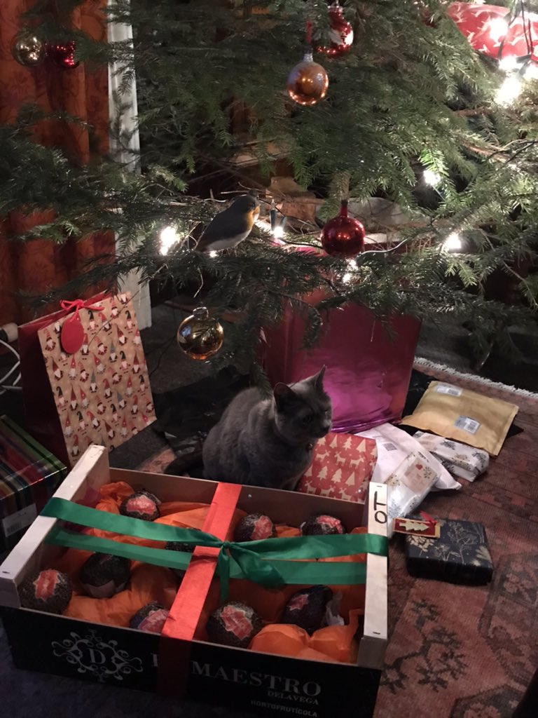 KayeBarrie's tweet photo. Happy Christmas everyone. The cats are loving the presents and the wrapping paper in particular! #happychristmas #christmascats #christmascatsofinstagram #christmaspresents https://t.co/jNrtpLMMkL